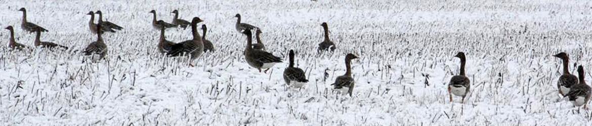 metsähanhi; Kaarina Heiskanen