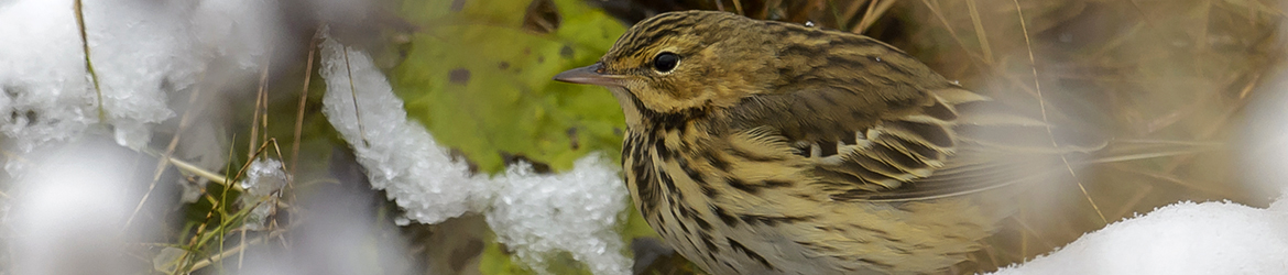 metsäkirvinen; Ilkka Markkanen