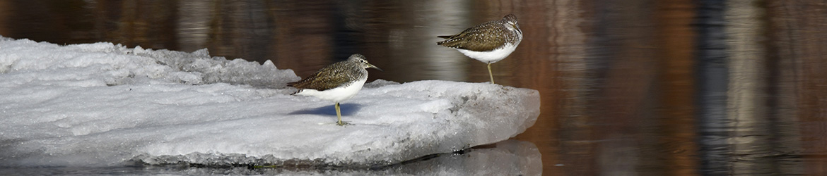 metsäviklo; Leena Meuronen
