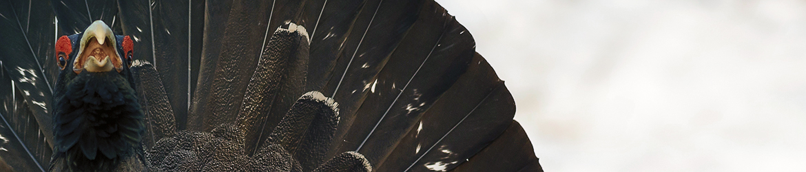 metso; Tero Pelkonen