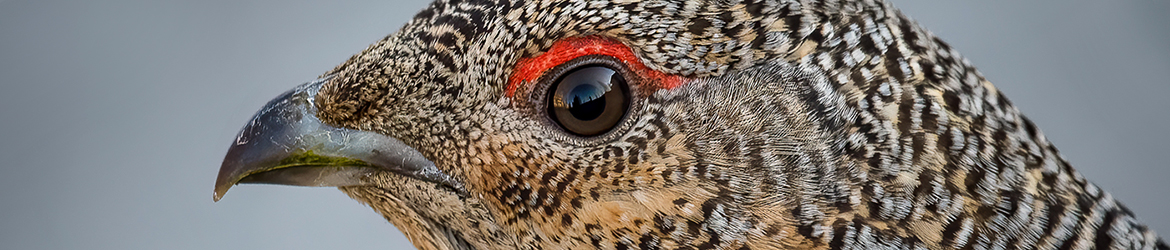 metso; Mika Räisänen