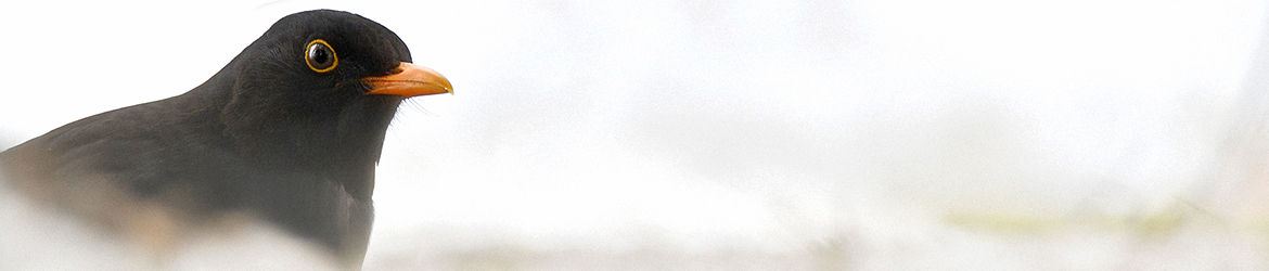 mustarastas; Matti Hakkarainen