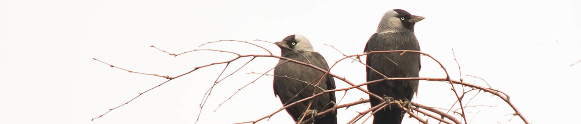 naakka; Aarne Hagman