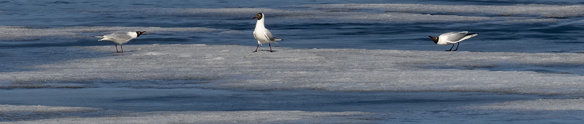 naurulokki; Tero Pelkonen
