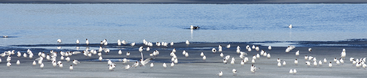 naurulokki; selkälokki; Aarne Hagman
