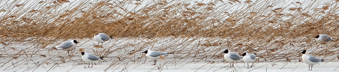 naurulokki; Aarne Hagman