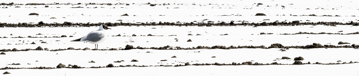 naurulokki; Tero Pelkonen