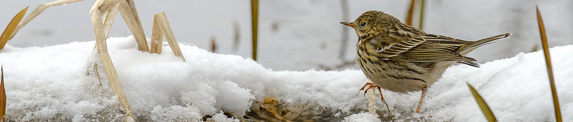 niittykirvinen; Ilkka Markkanen