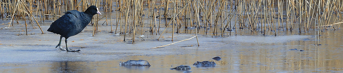nokikana; Tero Pelkonen