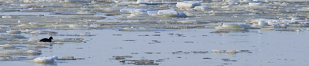nokikana; Tero Pelkonen