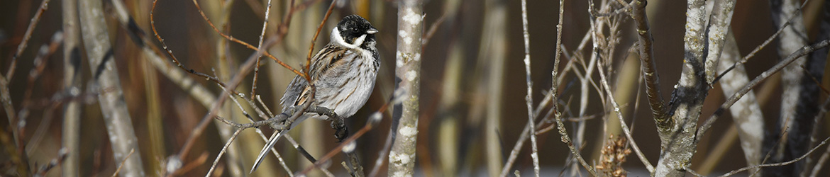 pajusirkku; Leena Meuronen