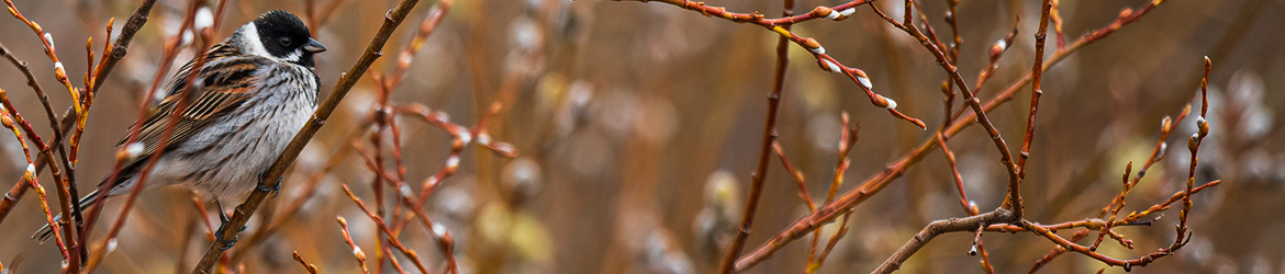 pajusirkku; Matti Hakkarainen