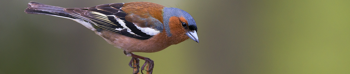 peippo; Tero Pelkonen