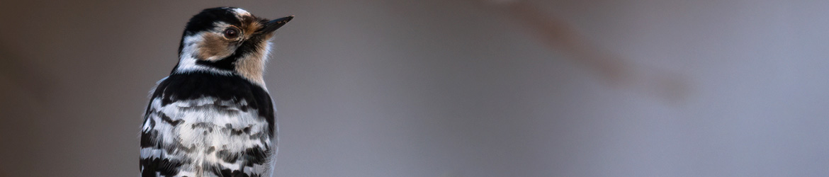 pikkutikka; Matti Hakkarainen