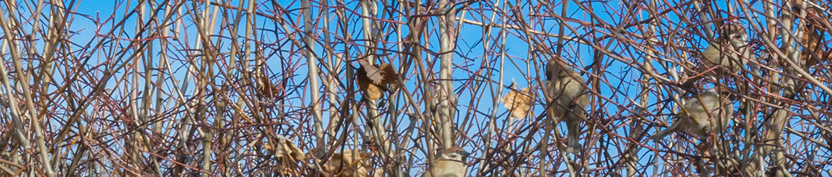 pikkuvarpunen; Aarne Hagman