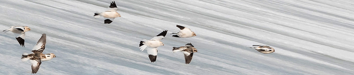 pulmunen; Aarne Hagman
