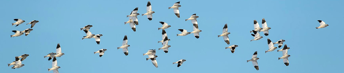 pulmunen; Ilkka Markkanen