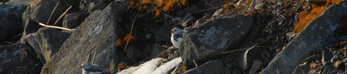 pulmunen; Aarne Hagman