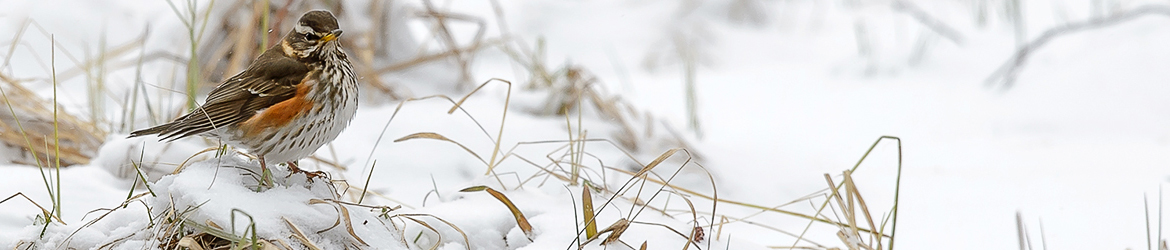 punakylkirastas; Ilkka Markkanen