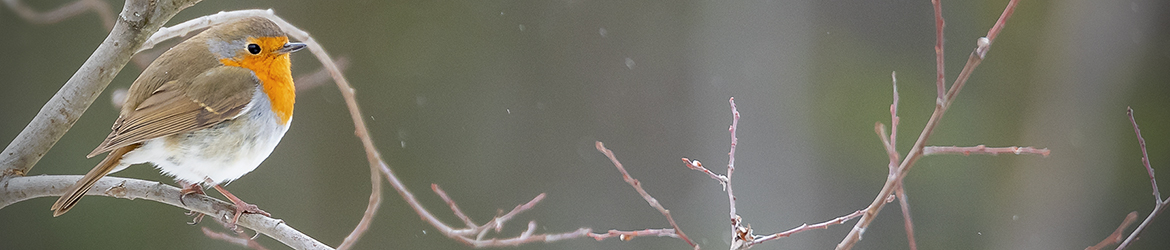 punarinta; Tero Pelkonen