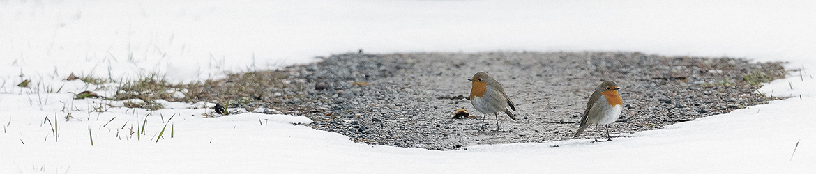 punarinta; Tero Pelkonen