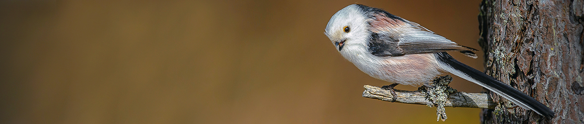 pyrstötiainen; Ilkka Markkanen