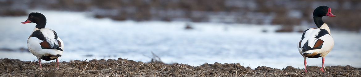 ristisorsa; Tero Pelkonen