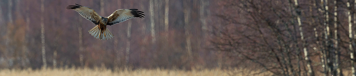 ruskosuohaukka; Tero Pelkonen