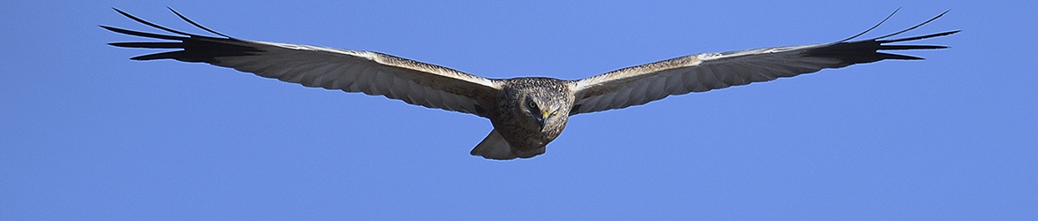ruskosuohaukka; Matti Hakkarainen