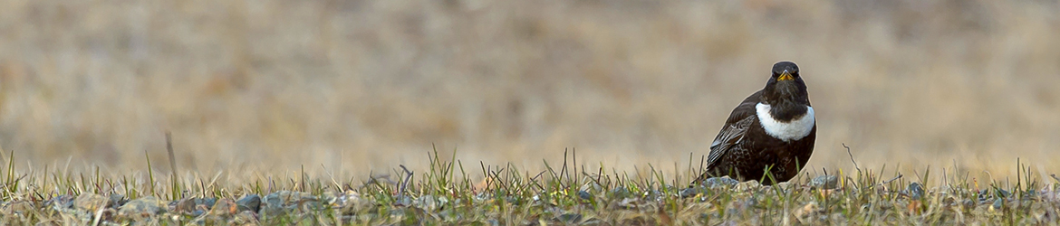 sepelrastas; Ilkka Markkanen