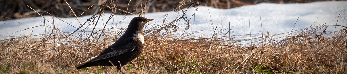 sepelrastas; Matti Hakkarainen