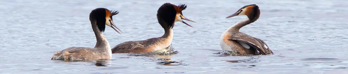 silkkiuikku; Kari Hänninen