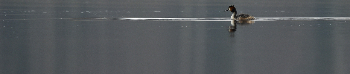 silkkiuikku; Matti Hakkarainen