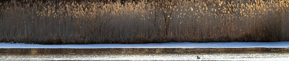 silkkiuikku; Tero Pelkonen