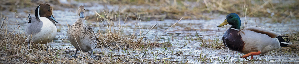 sinisorsa; jouhisorsa; Tero Pelkonen