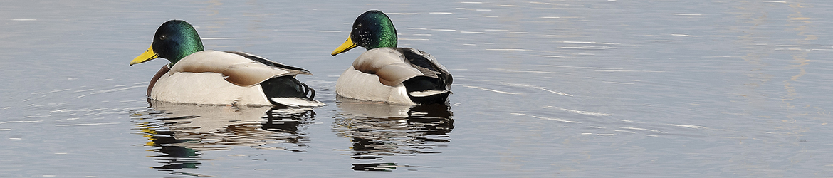 sinisorsa; Tero Pelkonen