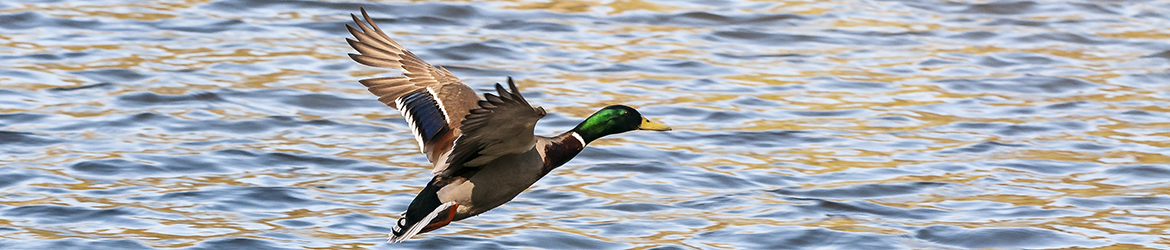 sinisorsa; Tero Pelkonen