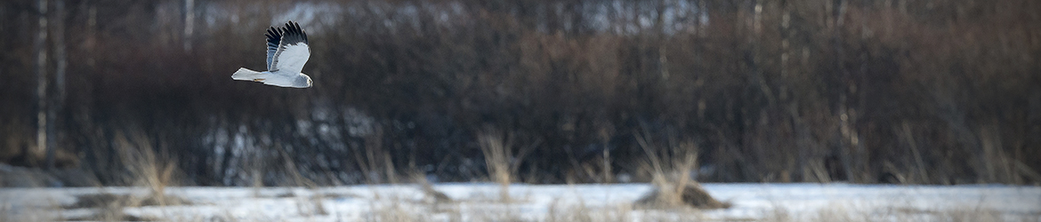 sinisuohaukka; Tero Pelkonen