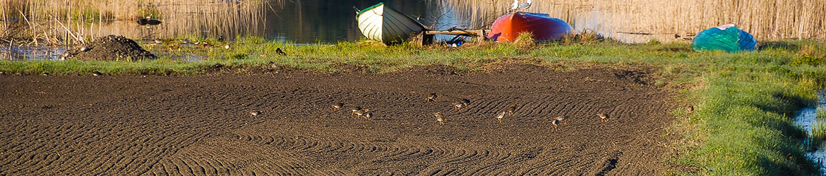 suokukko; Aarne Hagman