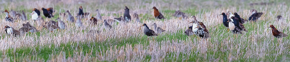 suokukko; Tero Pelkonen