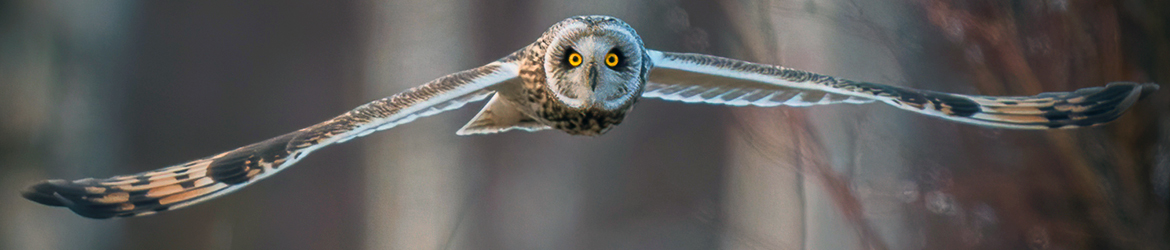 suopöllö; Mika Räisänen