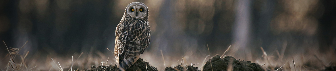 suopöllö; Anne Jääskeläinen