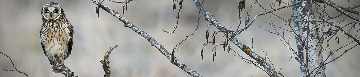 suopöllö; Tero Pelkonen