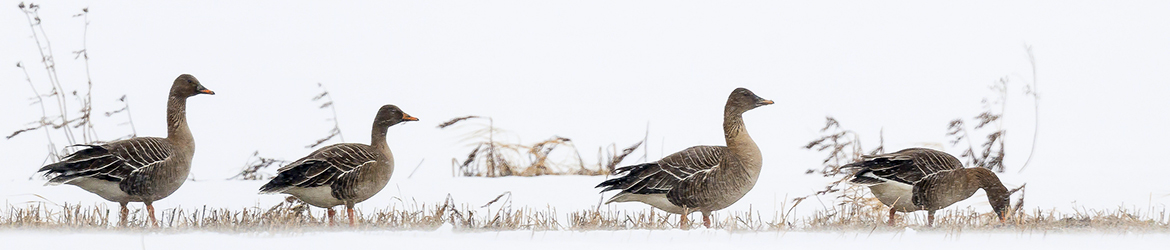 taigametsähanhi; Tero Pelkonen