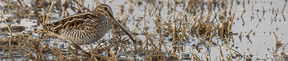 taivaanvuohi; Jukka Portimojärvi