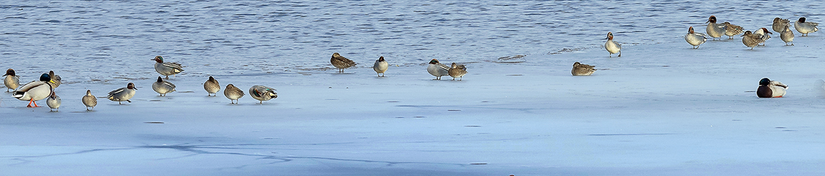 tavi; sinisorsa; Tero Pelkonen