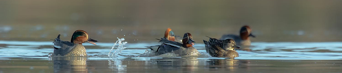 tavi; Ilkka Markkanen