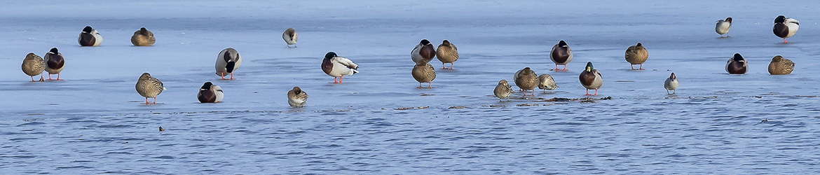 tavi; sinisorsa; Tero Pelkonen