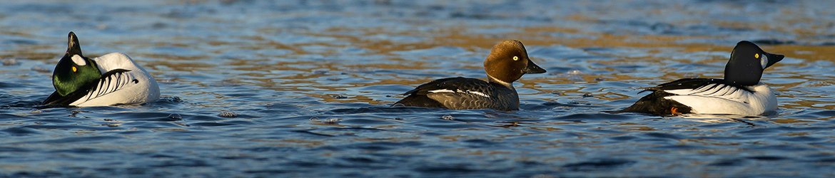 telkkä; Tero Pelkonen