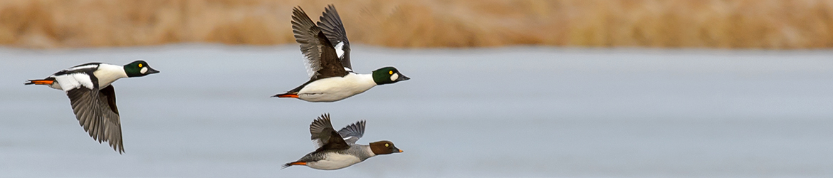 telkkä; Ilkka Markkanen
